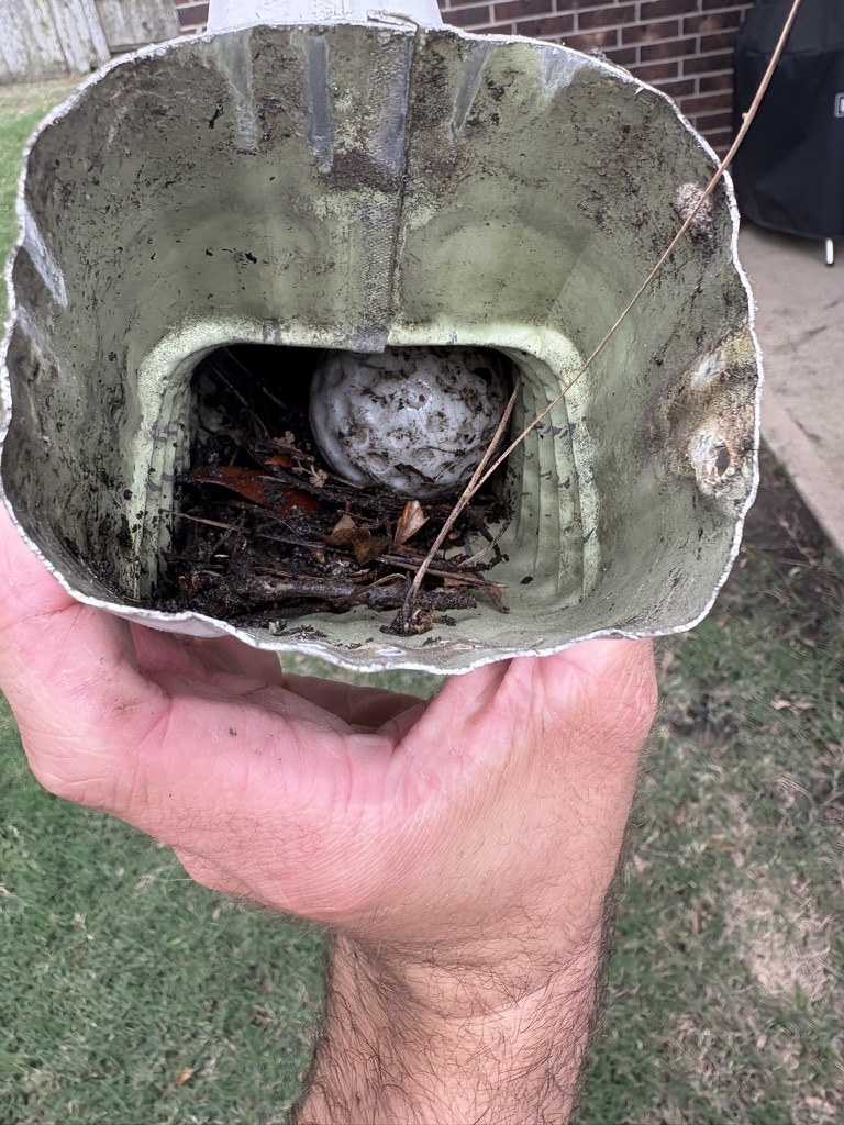 Debris packed around a gutter downspout opening before cleaning